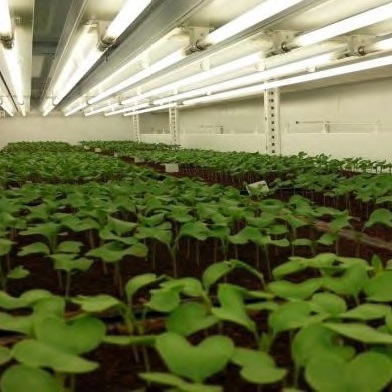 Chambres pour tests de croissance des plantes